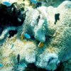 Derawan-Island-coral 1000